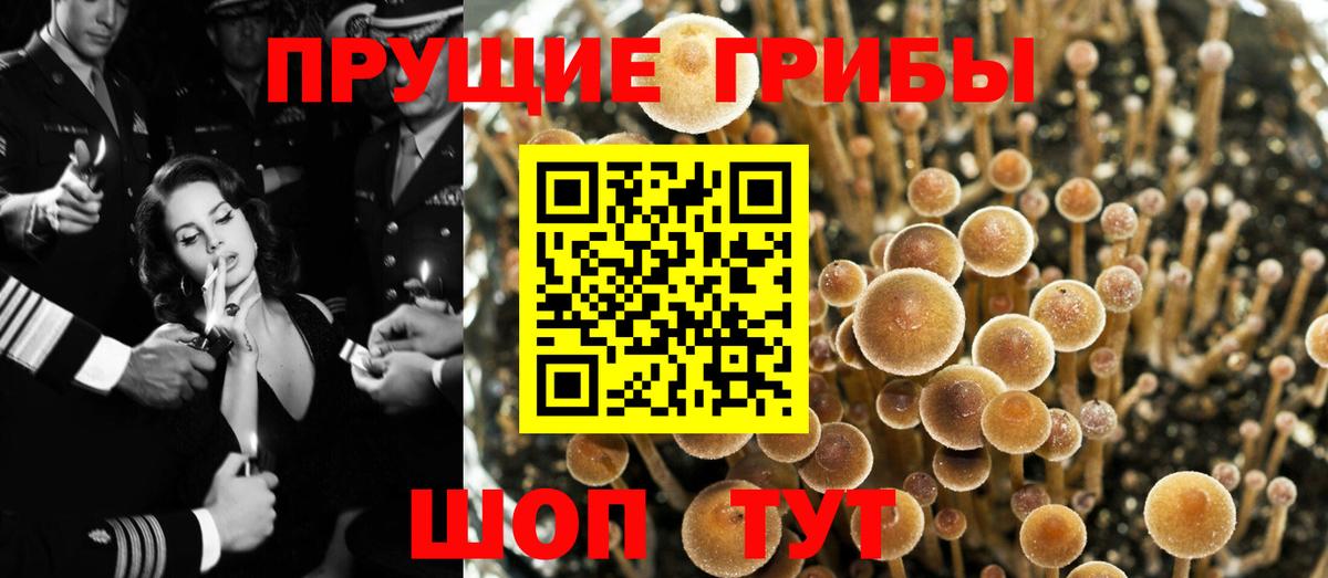 купить наркоту  Вход с VPN  Фролово  Галлюциногенные грибы Cubensis 